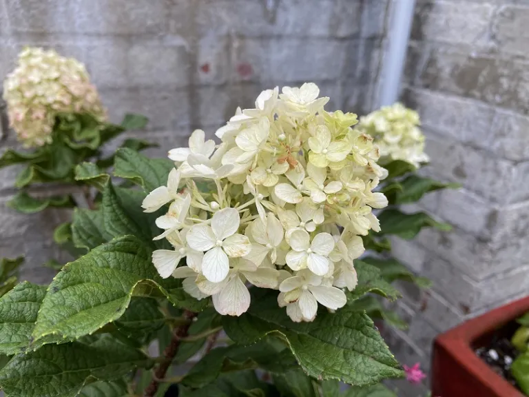 Hydrangea paniculata 'SMNHPH' (Little Lime Punch®)