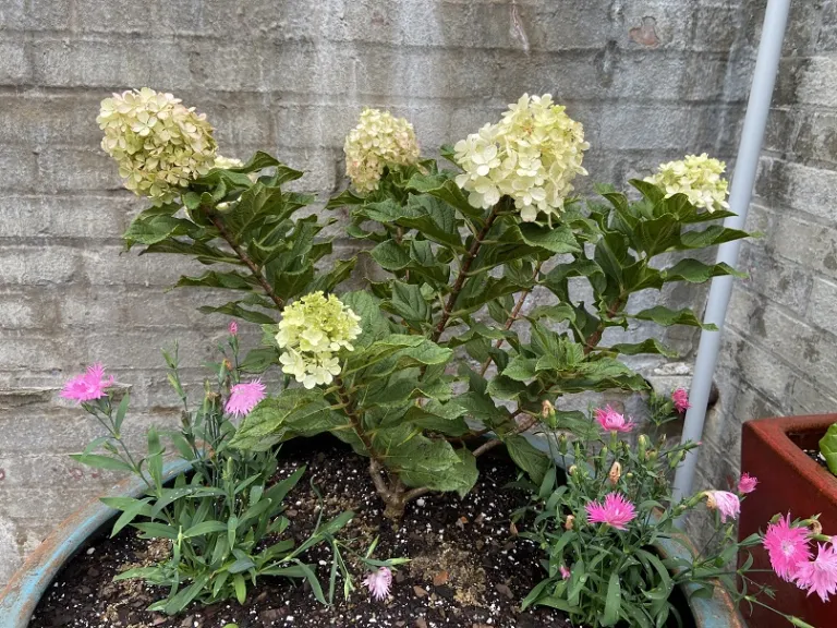 Hydrangea paniculata 'SMNHPH' (Little Lime Punch®) flowering habit