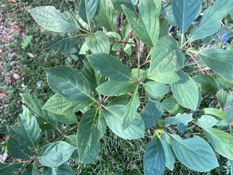 Hydrangea paniculata 'Tardiva' foliage