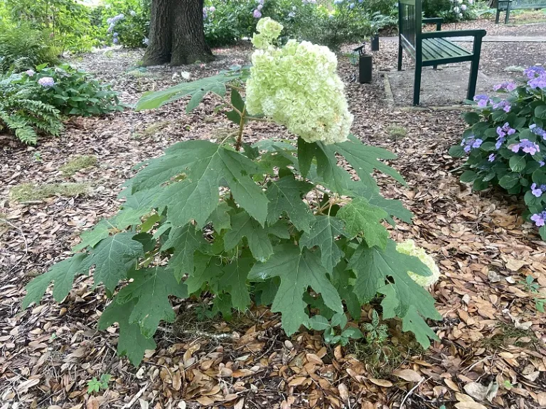 Hydrangea quercifolia 'Brother Edward' (Gatsby Moon®) flowering habit