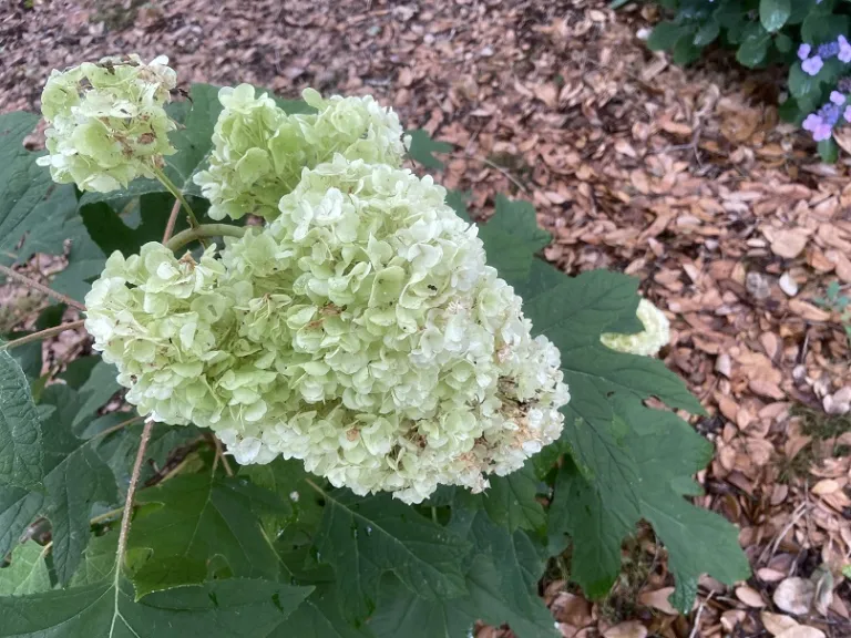 Hydrangea quercifolia 'Brother Edward' (Gatsby Moon®) flowers
