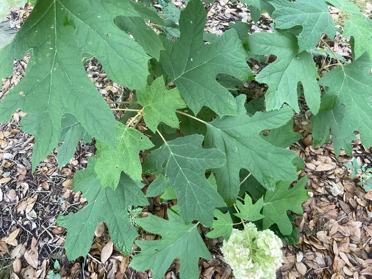 Hydrangea quercifolia 'Brother Edward' (Gatsby Moon®) foliage