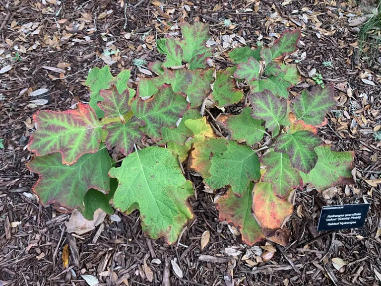 Hydrangea quercifolia 'JoAnn' (Gatsby Pink®) fall foliage