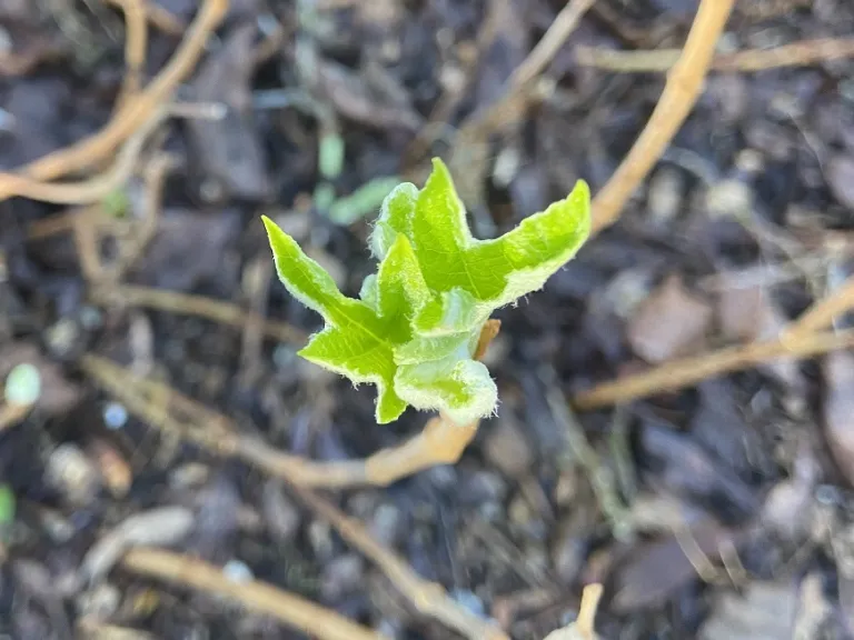 Hydrangea quercifolia leaves opening