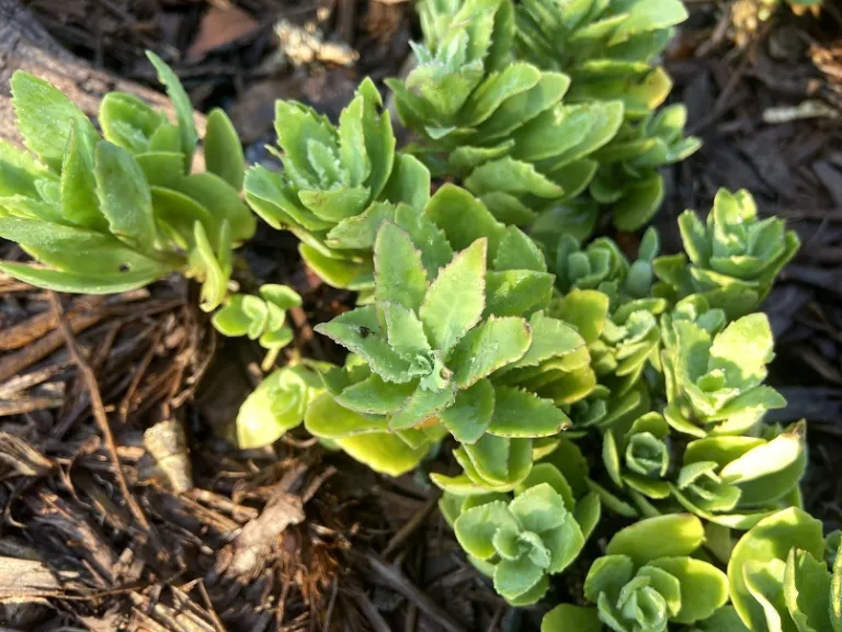 Hylotelephium 'Carl' foliage