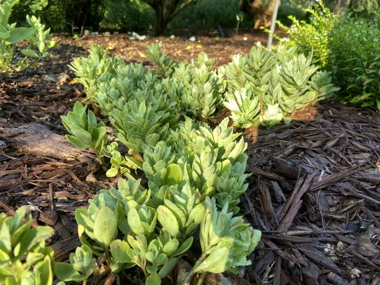 Hylotelephium 'Carl' habit