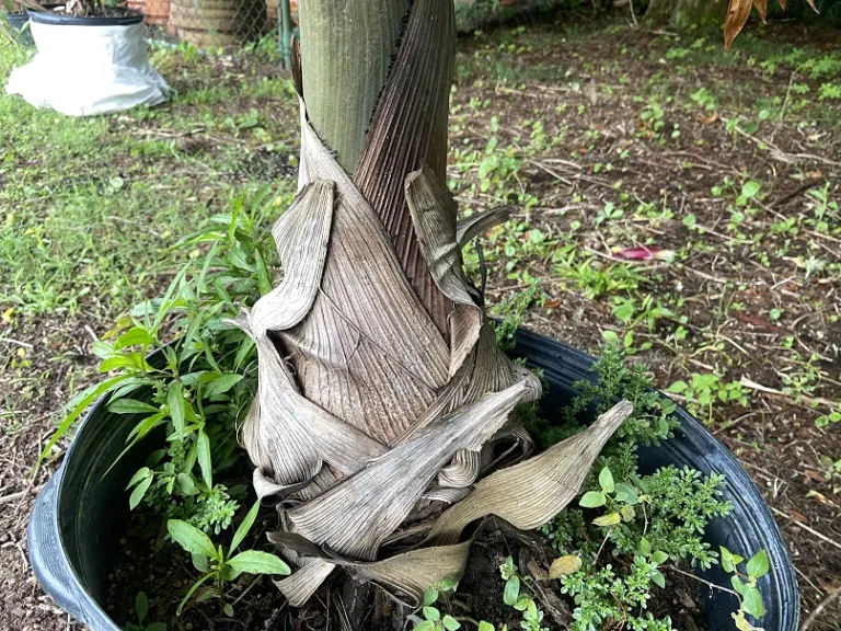 Hyophorbe lagenicaulis trunk