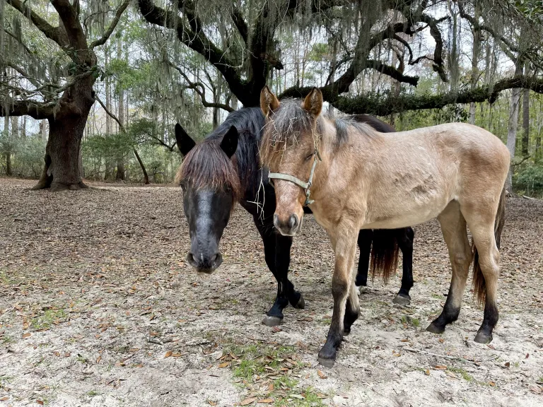 Marsh Tacky Horses