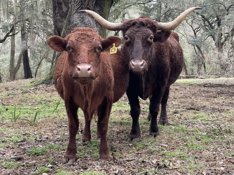 devon cows