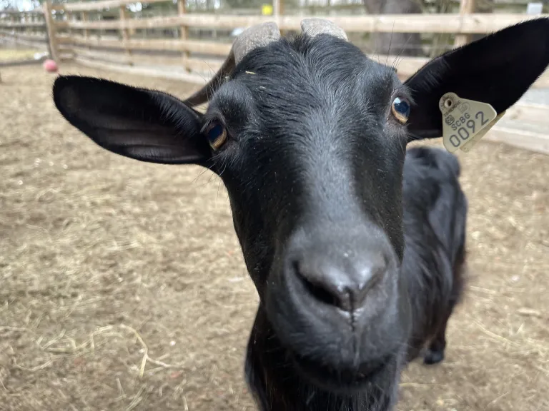 spanish goat