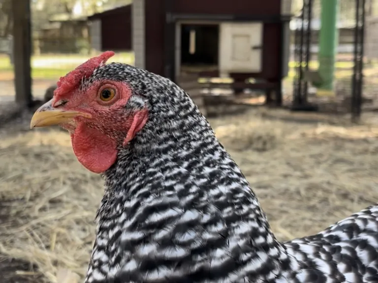 dominique chicken