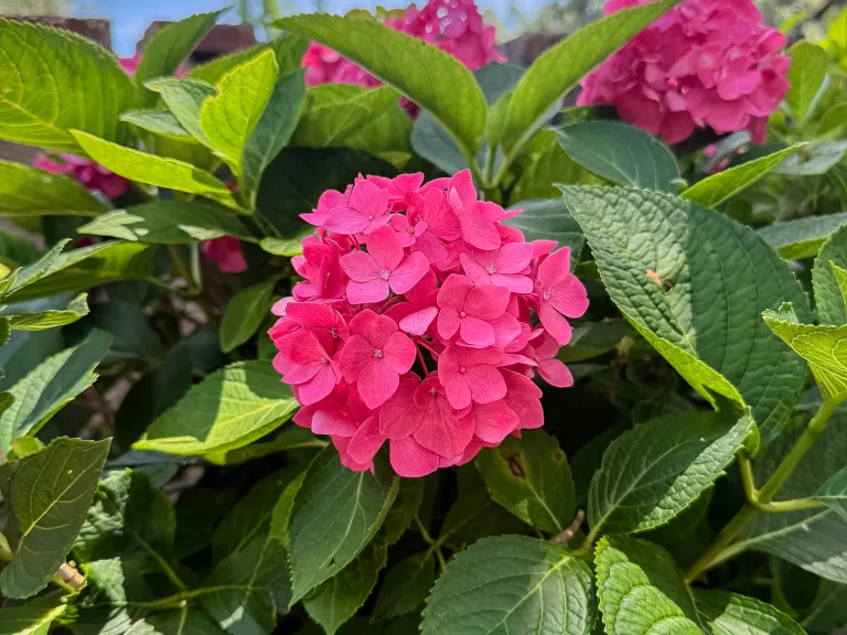 Hydrangeas