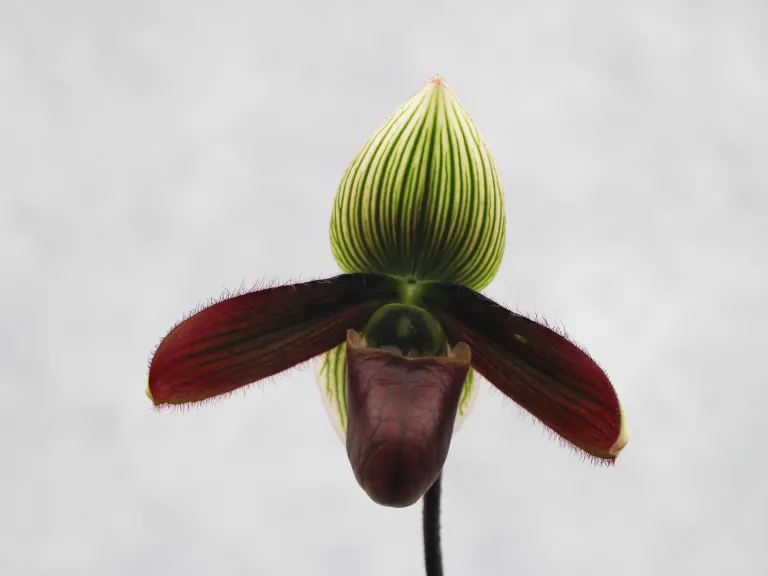 Paphiopedilum Maudiae (Vinicolor Type) flower.
