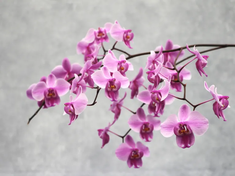 Phalaenopsis schilleriana 'Pink Butterfly' flower