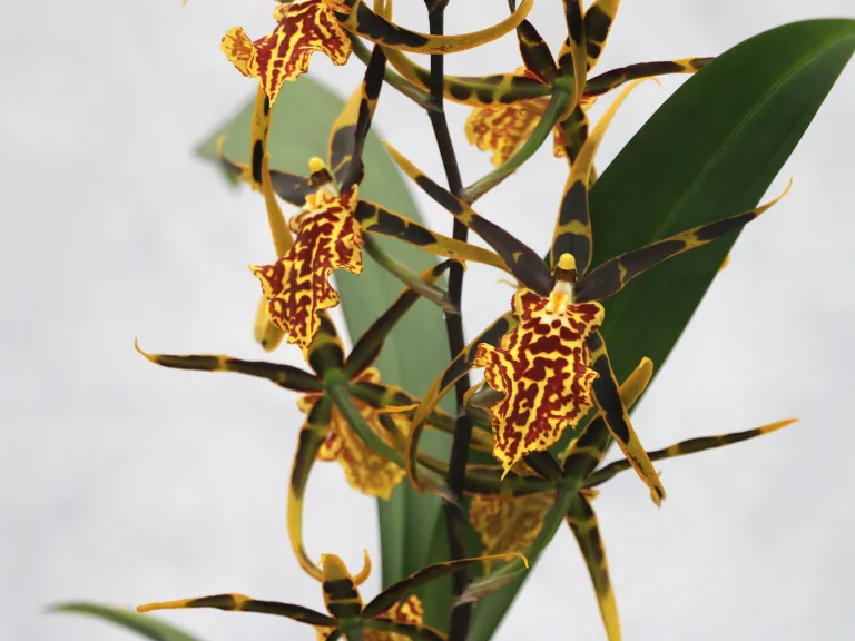 × Brascidostele Gilded Tower 'Mystic Maze' flower