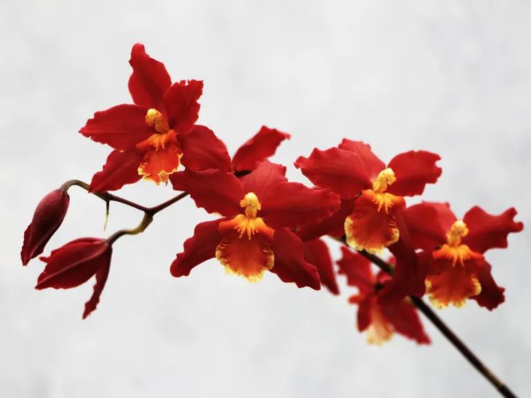  Oncidium Pacific Panache 'Fireside Fever' flower