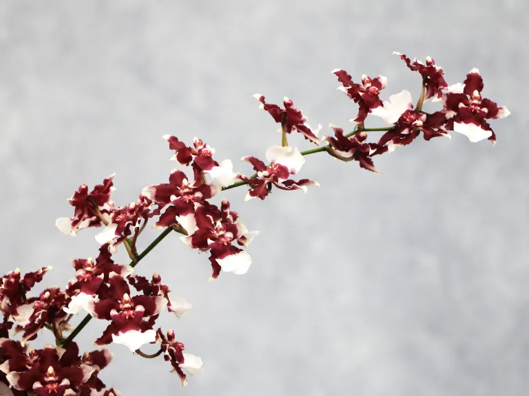 Oncidium Heaven Scent 'Redolence' flower