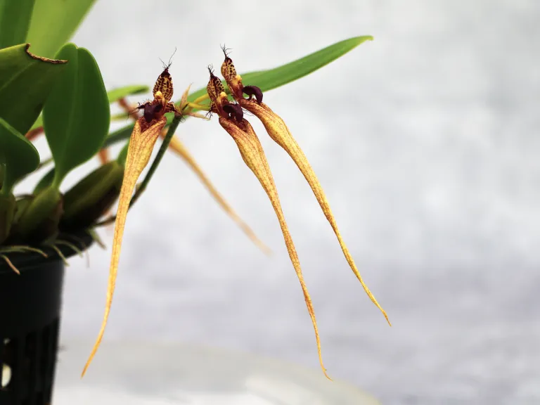 Bulbophyllum fascinator