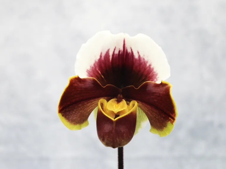 Paphiopedilum (California Girl x Mable Marie) flower