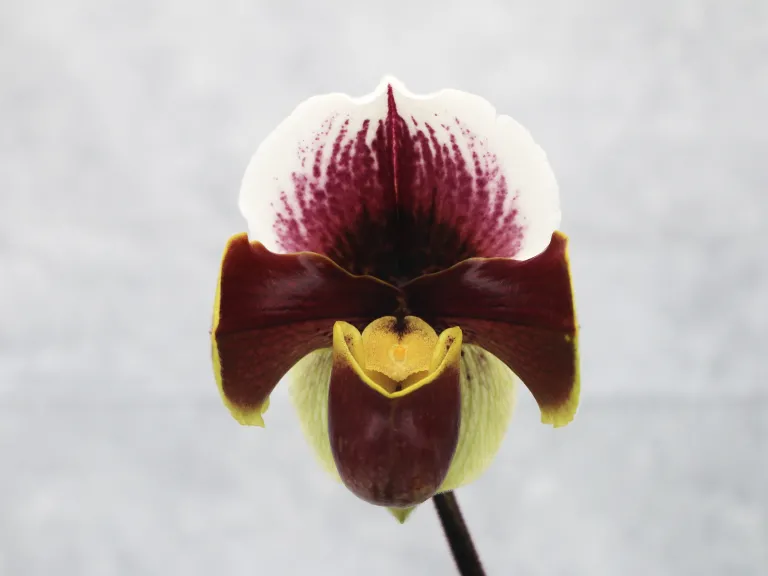 Paphiopedilum (California Girl x Mable Marie) flower 2