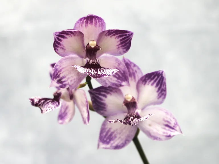 × Tsubotaara Melinda Marie 'Blue Sapphire' flower