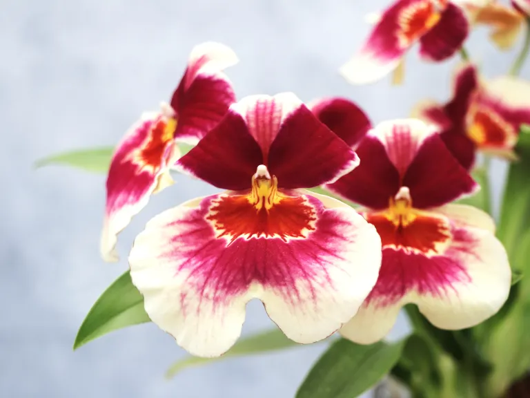Miltoniopsis Banana Fandango 'Faded Memories' flower
