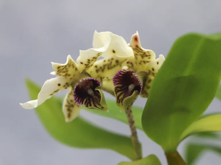 Oxystophyllum atropurpureum flower