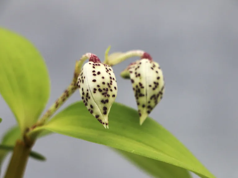 Oxystophyllum atropurpureum flower buds
