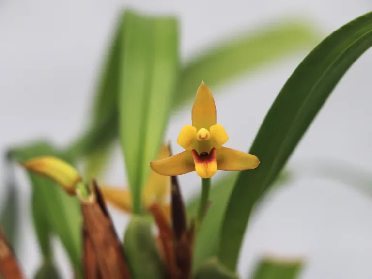 Maxillaria variabilis flower