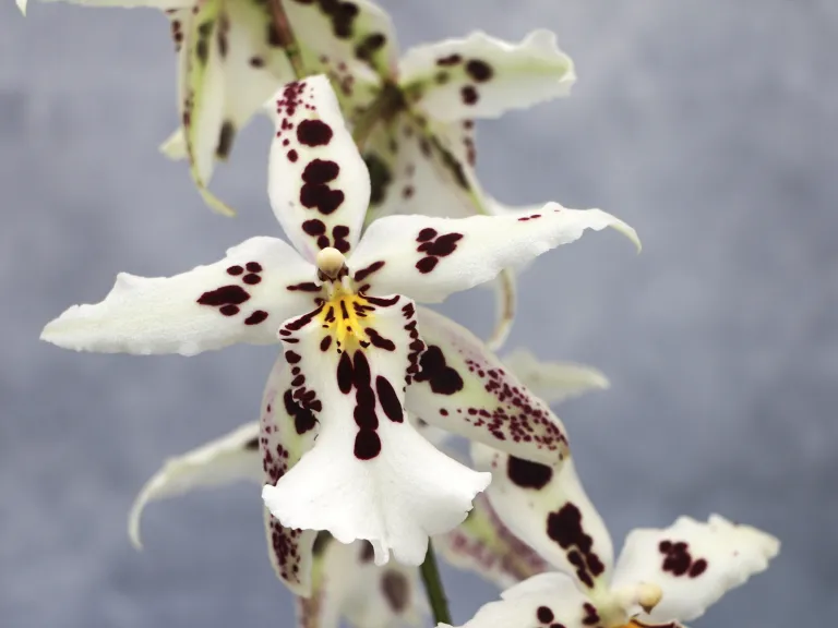 × Aliceara Snowblind 'Sweet Spot' flower