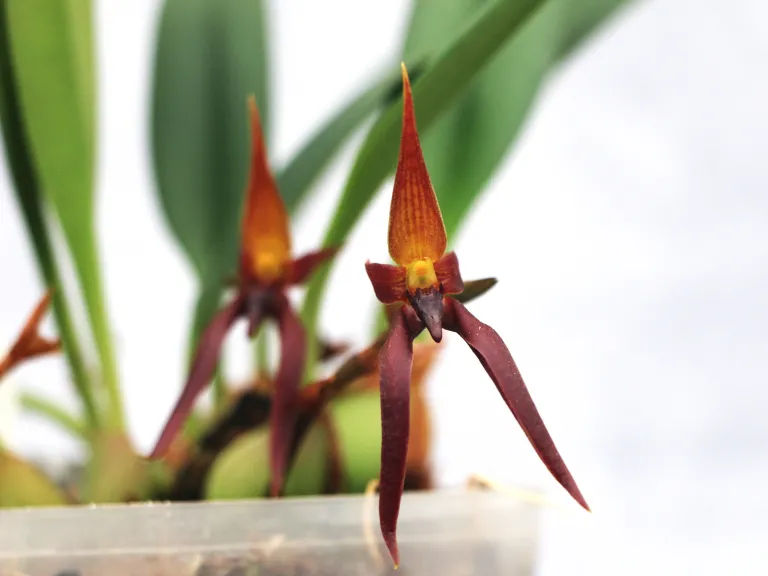 Bulbophyllum levanae flower