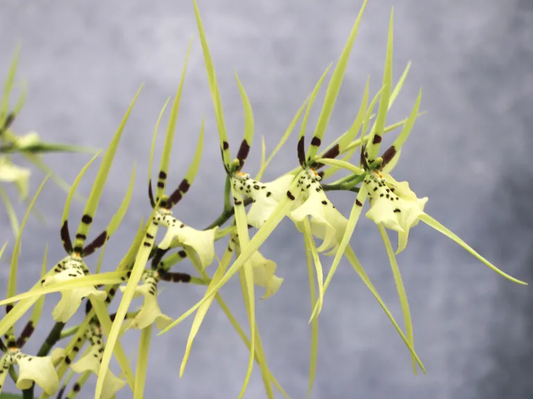 Brassia Rex 'Sakata' flowers
