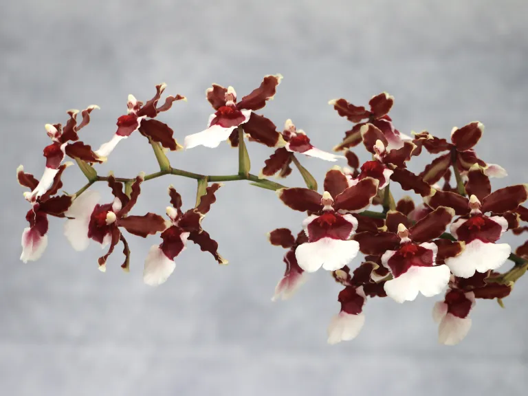 Oncidium Pacific Pagan 'Kilauea' flowers