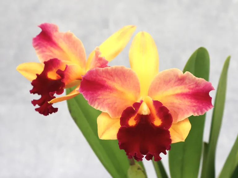 × Rhyncholaeliocattleya Toshie's Magic 'Doris'