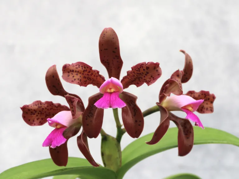 Cattleya tigrina