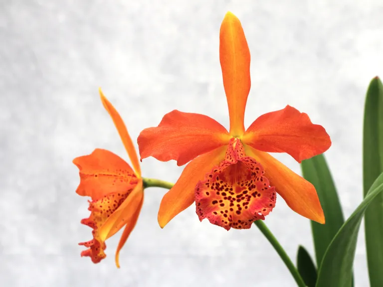 × Rhyncobrassoleya Copper Queen 'H&R'