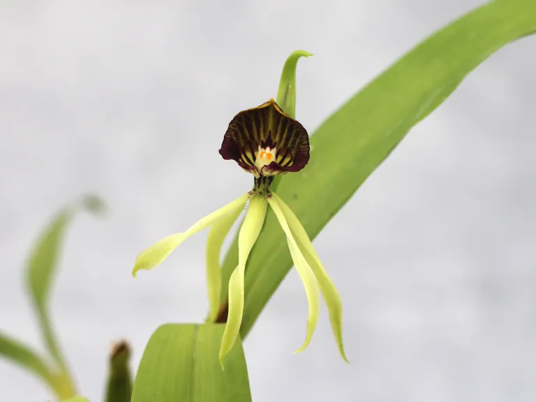 Prosthechea cochleata
