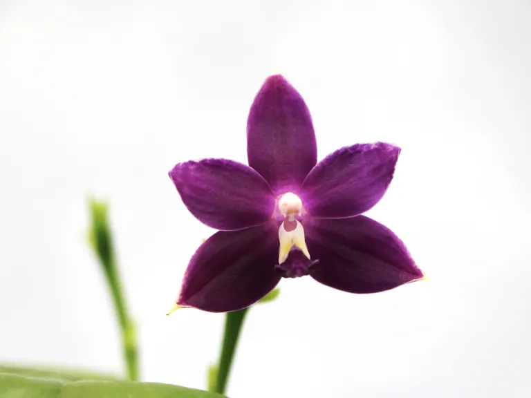 Phalaenopsis (Mainshow Blue Elf x Norman's Blue Jennifer)