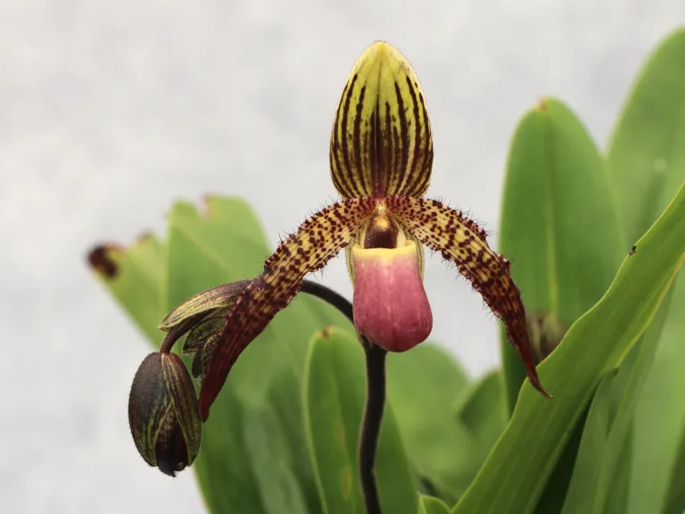 Paphiopedilum Dollcevita