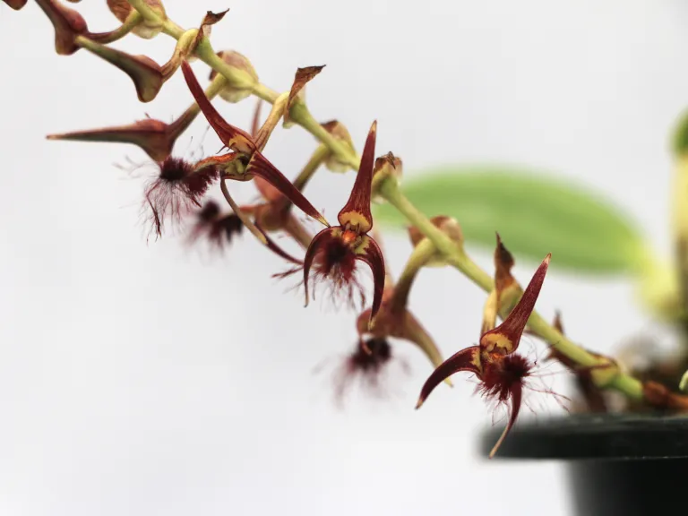 Bulbophyllum barbigerum 'Elizabeth' × self