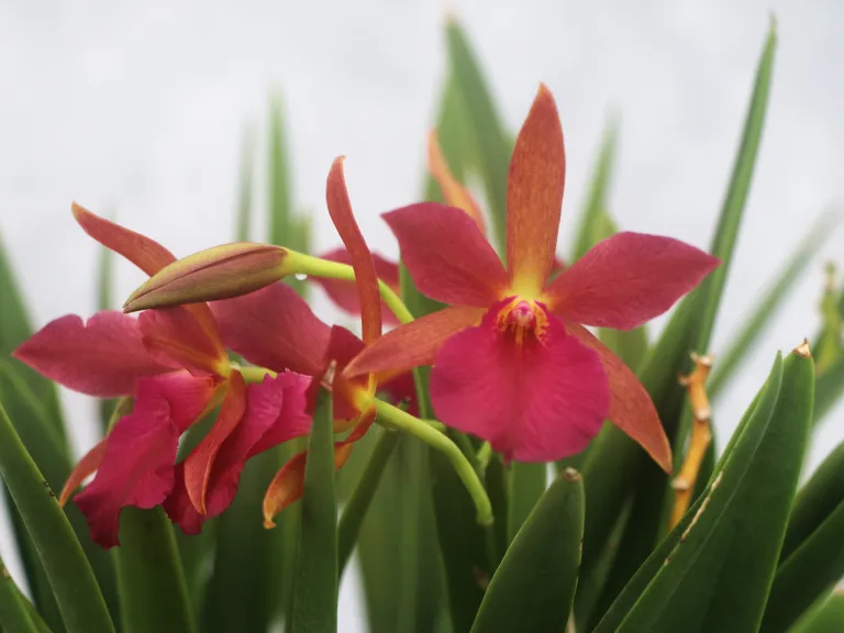 × Stellamizutaara Kelly 'Lea'