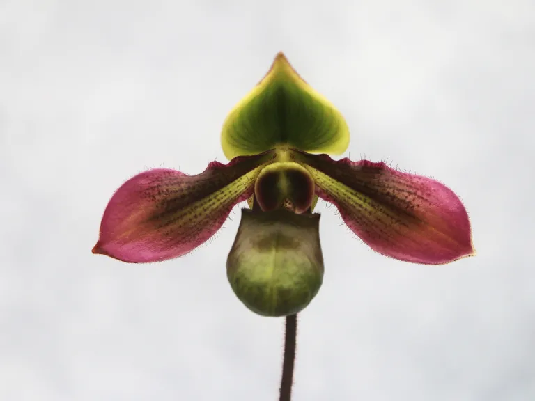 Paphiopedilum hookerae