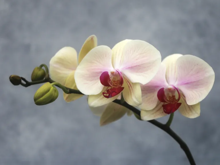 Phalaenopsis Forbidden Fruit