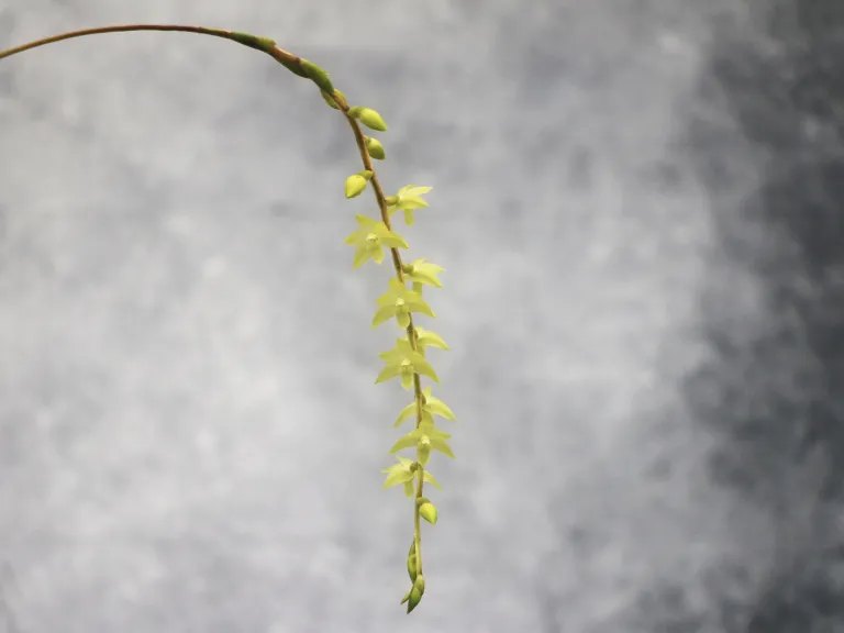  Coelogyne uncata