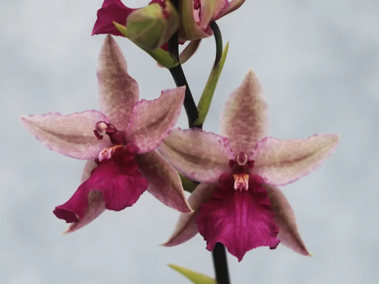 × Rhynchonia Pacific Paranoia 'Other Side of Cool'