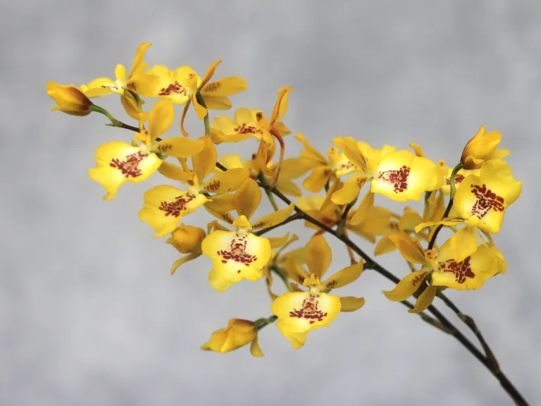 × Oncidesa Hwuluduen Chameleon