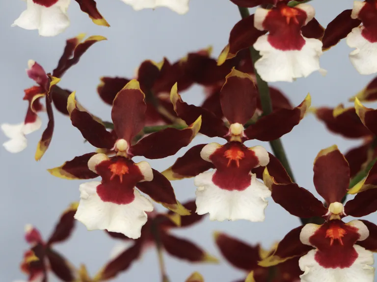 Oncidium Volcano Hula Halau 'Volcano Splendor'