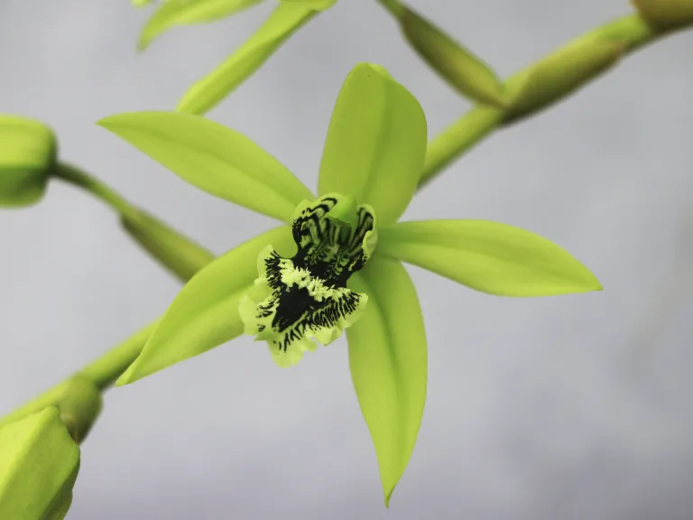 Coelogyne South Carolina 'Maplewood'