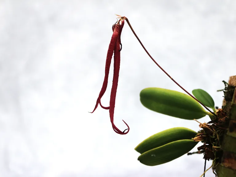 Bulbophyllum habrotinum
