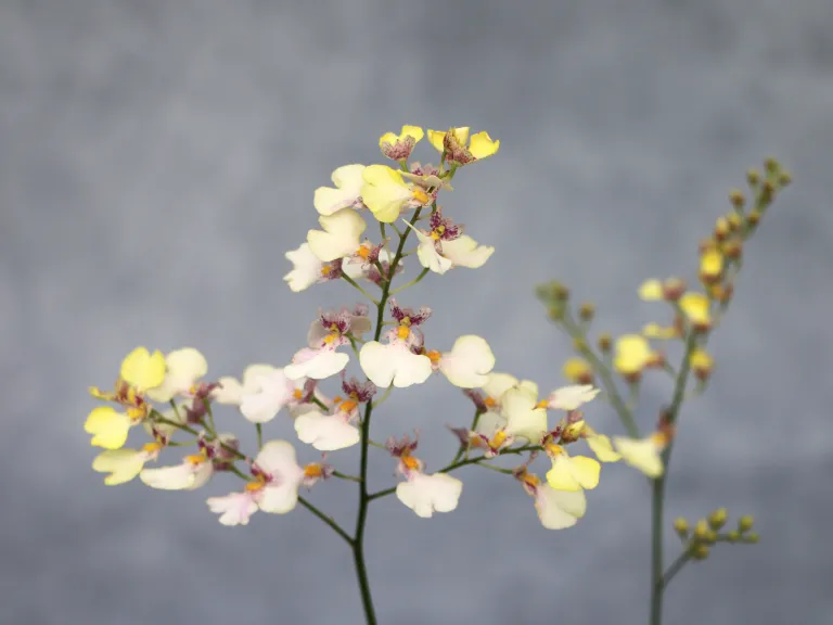 × Ionmesa Popcorn 'Highland'